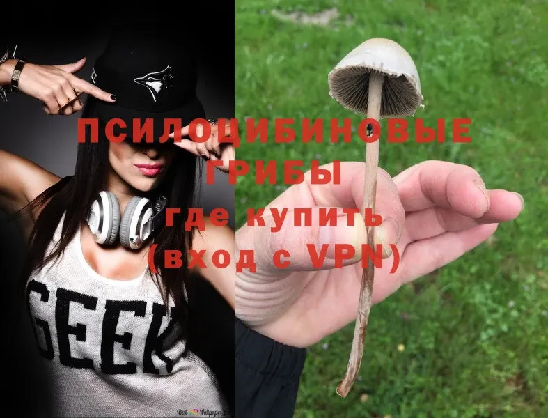 Псилоцибиновые грибы Psilocybe  где найти наркотики  Белоярский 